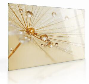 Staklena slika - Makro fotografija maslačka (70x50 cm)