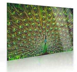 Staklena slika - Paun (70x50 cm)