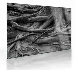 Staklena slika - Korijenje stabla (70x50 cm)