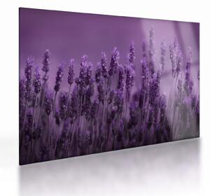 Staklena slika - Lavanda (70x50 cm)