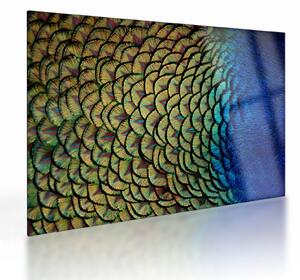 Staklena slika - Paunovo perje (70x50 cm)