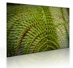 Staklena slika - Paprat (70x50 cm)