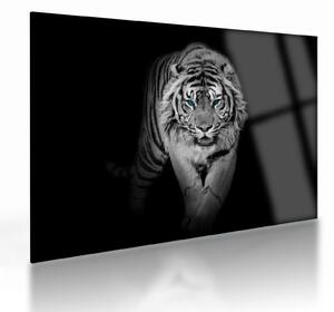 Staklena slika - Tigar s plavim očima (70x50 cm)