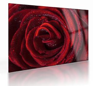 Staklena slika - Crvena ruža s kapljicama rose (70x50 cm)