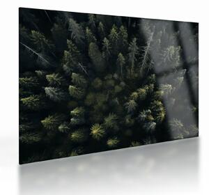 Staklena slika - Šuma (70x50 cm)
