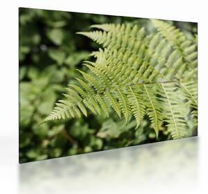 Staklena slika - List paprati (70x50 cm)