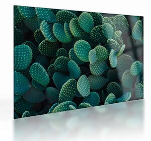 Staklena slika - Opuntia (70x50 cm)