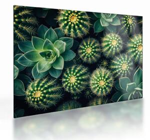 Staklena slika - Kaktusi (70x50 cm)