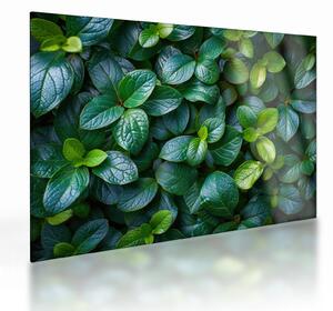 Staklena slika - Zelene biljke (70x50 cm)
