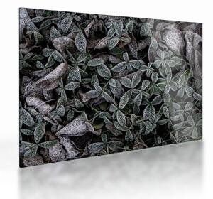 Staklena slika - Smrznute biljke (70x50 cm)