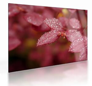Staklena slika - Makro slika ulaznice (70x50 cm)