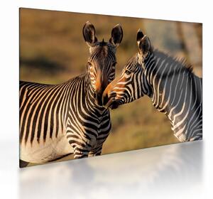 Staklena slika - Dvije zebre (70x50 cm)