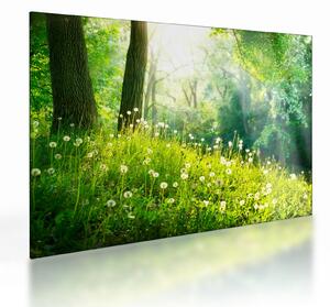 Staklena slika - Čarobna livada puna maslačaka (70x50 cm)