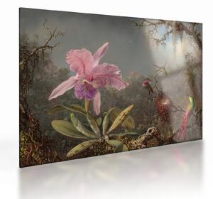Staklena slika - Martin Johnson Heade, Cattleya Orchid and Three Hummingbirds, reprodukcije (70x50 cm)