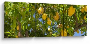 Slika - Limun (sa satom) (90x30 cm)