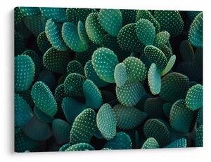 Slika - Opuntia (70x50 cm)