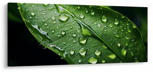Slika - List poslije kiše (120x50 cm)