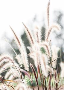 Fotografija Grass, Studio Collection