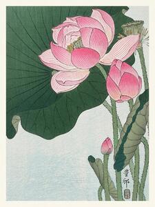 Reprodukcija umjetnosti Blooming Lotus (Japandi Vintage) - Ohara Koson, (30 x 40 cm)