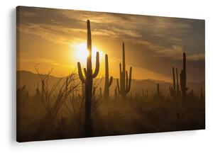 Slika - Saguaro kaktusi (90x60 cm)