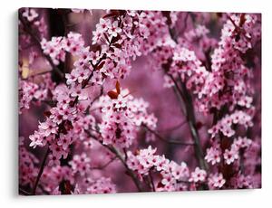 Slika - Ružičasta sakura (70x50 cm)