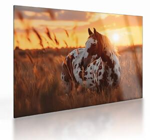 Staklena slika - Konj pri zalasku sunca (70x50 cm)