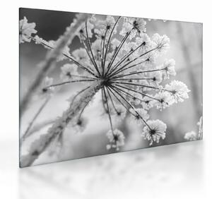 Staklena slika - Cvijet zimi (70x50 cm)