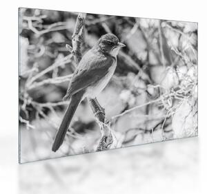 Staklena slika - Plava ptica zimi (70x50 cm)