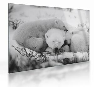 Staklena slika - Polarni medvjedi (70x50 cm)