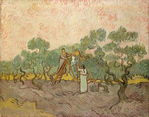 Reprodukcija The Olive Pickers, Saint-Remy, 1889, Vincent van Gogh