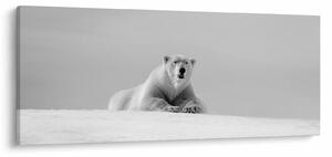 Slika - polarni medvjed (120x50 cm)