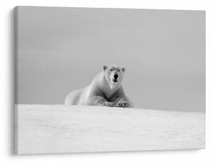 Slika - polarni medvjed (70x50 cm)