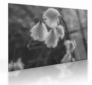 Staklena slika - Cottongrass (70x50 cm)