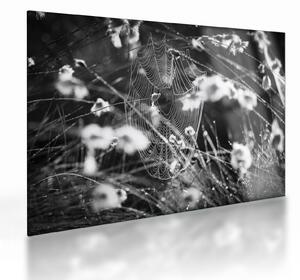 Staklena slika - Paukova mreža na livadi (70x50 cm)