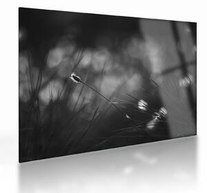 Staklena slika - Livadarka (70x50 cm)