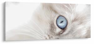Slika - Mačka s plavim očima (120x50 cm)