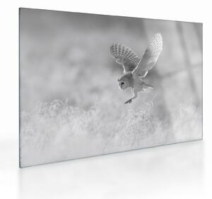 Staklena slika - Sova u polju (70x50 cm)
