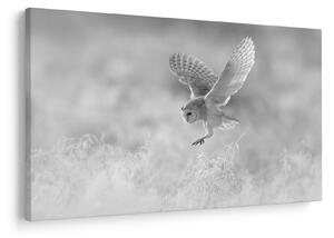 Slika - Sova u polju (90x60 cm)