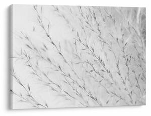Slika - Pampas trava N⁰2 (70x50 cm)