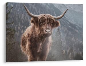 Slika - Highlander krava (70x50 cm)