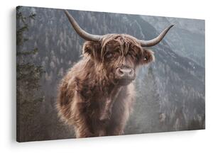 Slika - Highlander krava (90x60 cm)