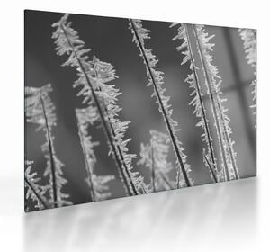 Staklena slika - Ledeno hladno (70x50 cm)