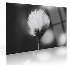 Staklena slika - Crno-bijela pamučna trava (70x50 cm)