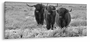 Slika - škotske krave (120x50 cm)