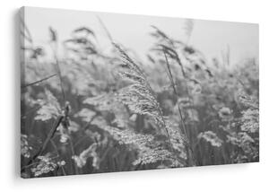 Slika - Trava na vjetru (90x60 cm)