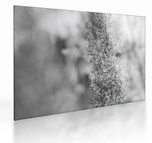 Staklena slika - Boho pampas trava (70x50 cm)