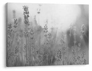 Slika - Lavanda (70x50 cm)