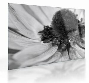 Staklena slika - Cvijet u crno-bijeloj boji (70x50 cm)