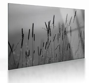 Staklena slika - Vlati trave (70x50 cm)