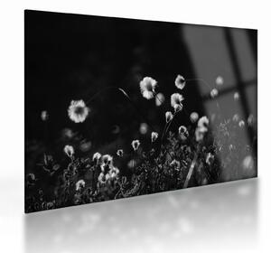 Staklena slika - Livada s pamučnicom N⁰1 (70x50 cm)